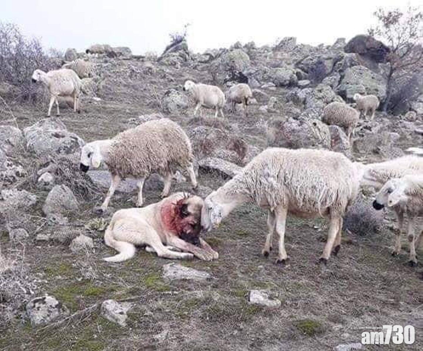 【感激守護】牧羊犬血戰狼群 小羊碰頭感謝