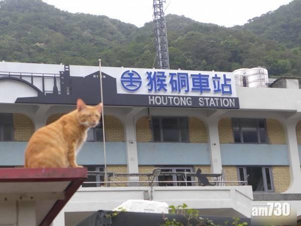 猴硐貓村2貓染貓瘟亡 台當局籲遊客勿摸貓