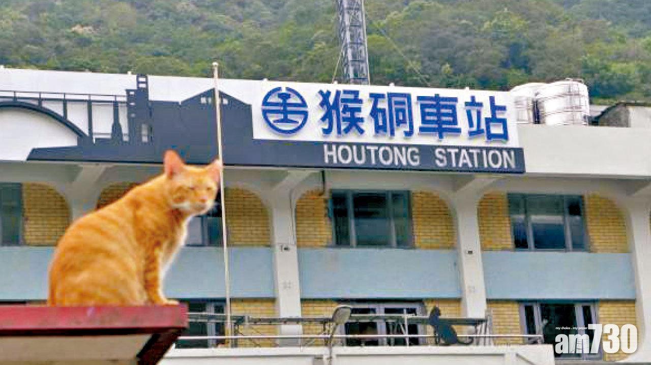 猴硐貓村爆貓瘟 遊客勿摸貓