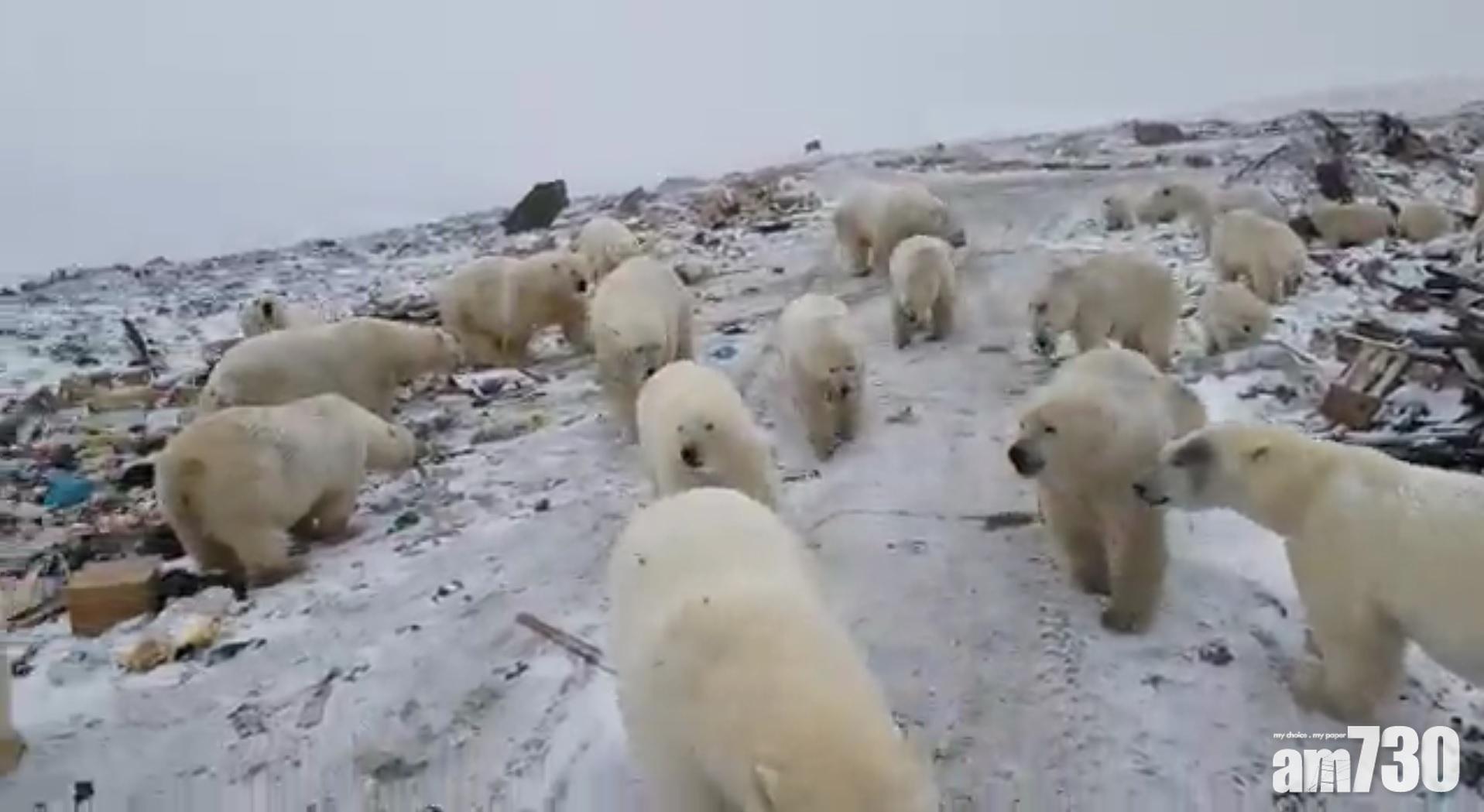 【飢不擇路】北極熊空群而至闖民居 俄島嶼進入緊急狀態 (有片)