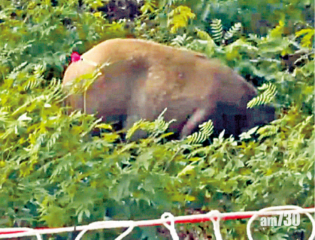 【亂抛垃圾】餵野豬將被罰款