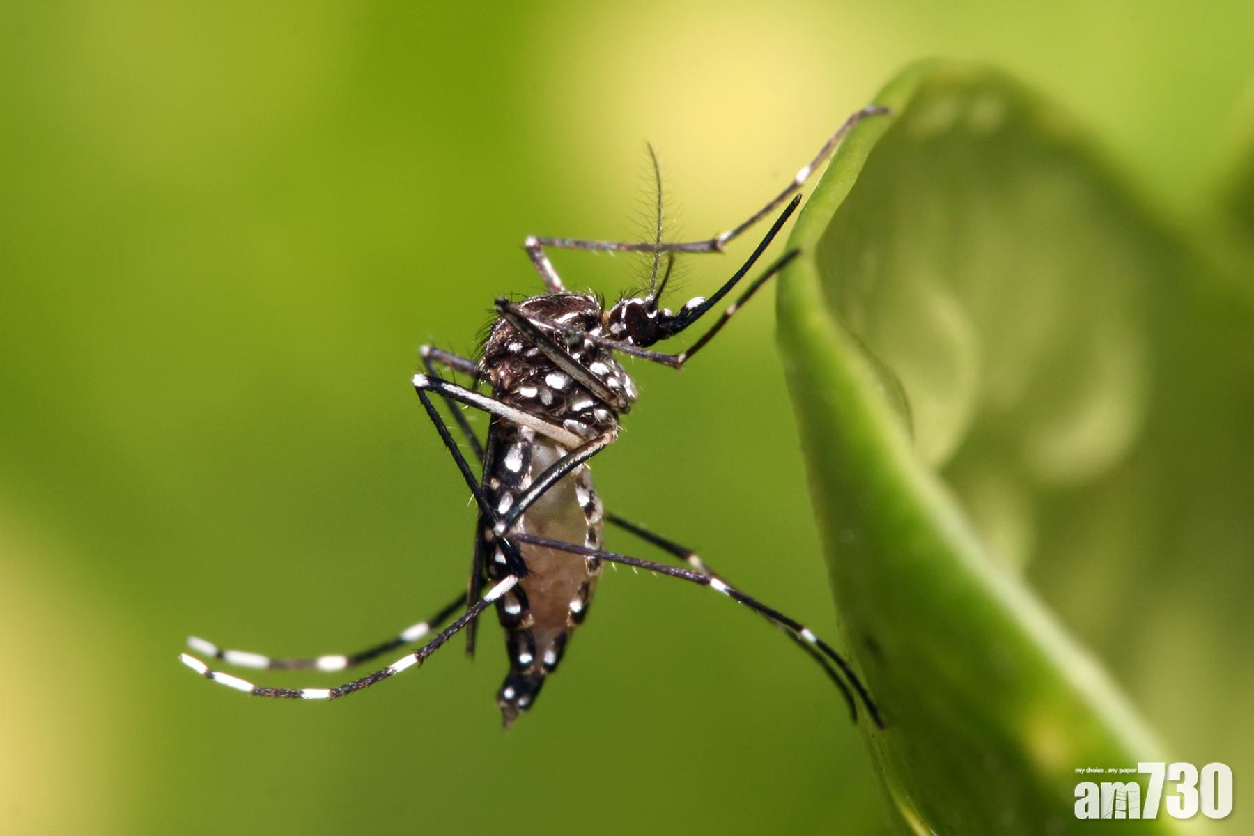 【減肥藥妙用】研究︰雌蚊被餵減肥藥後無晒胃口 唔想吸血