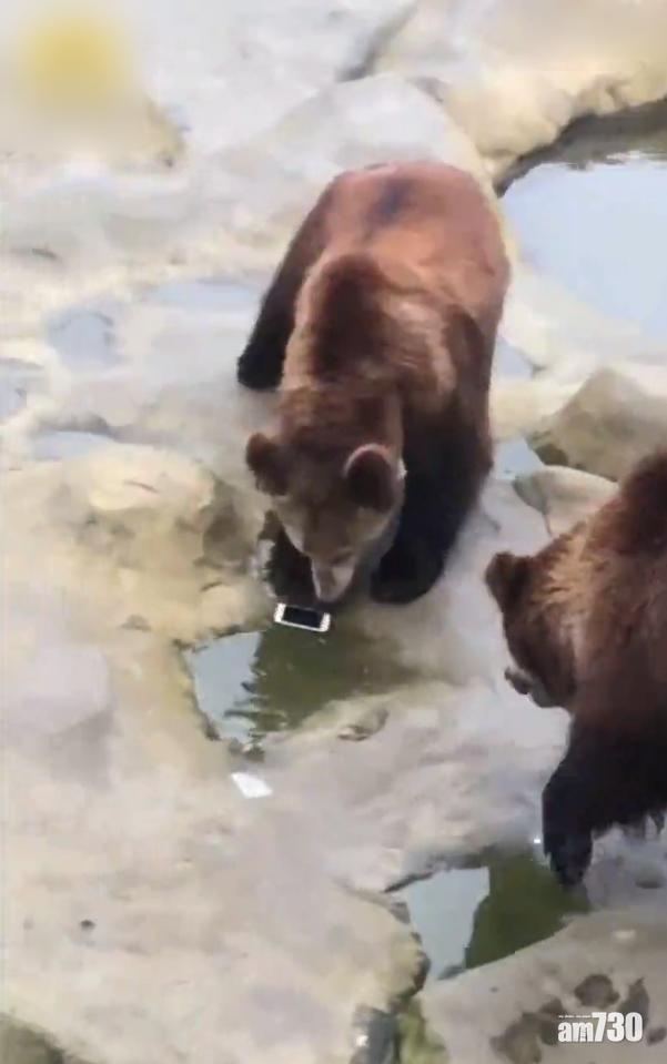 自攜蘋果餵棕熊 遊客錯手丟出iPhone