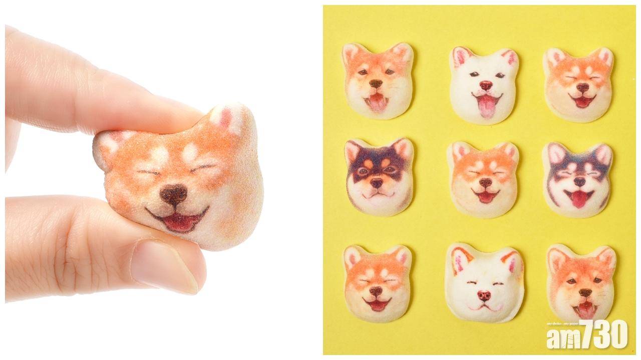 柴柴棉花糖 得意到唔捨得食