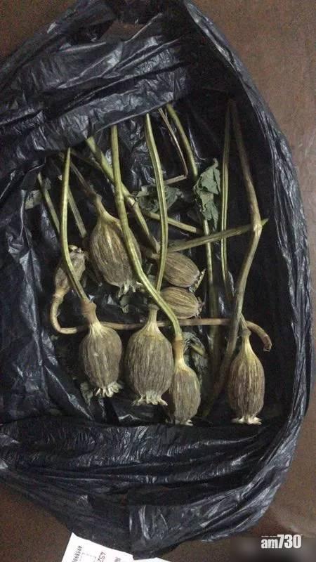 帶8枚罌粟殼搭火車被截 男子辯：阿娘買給我燉湯補身