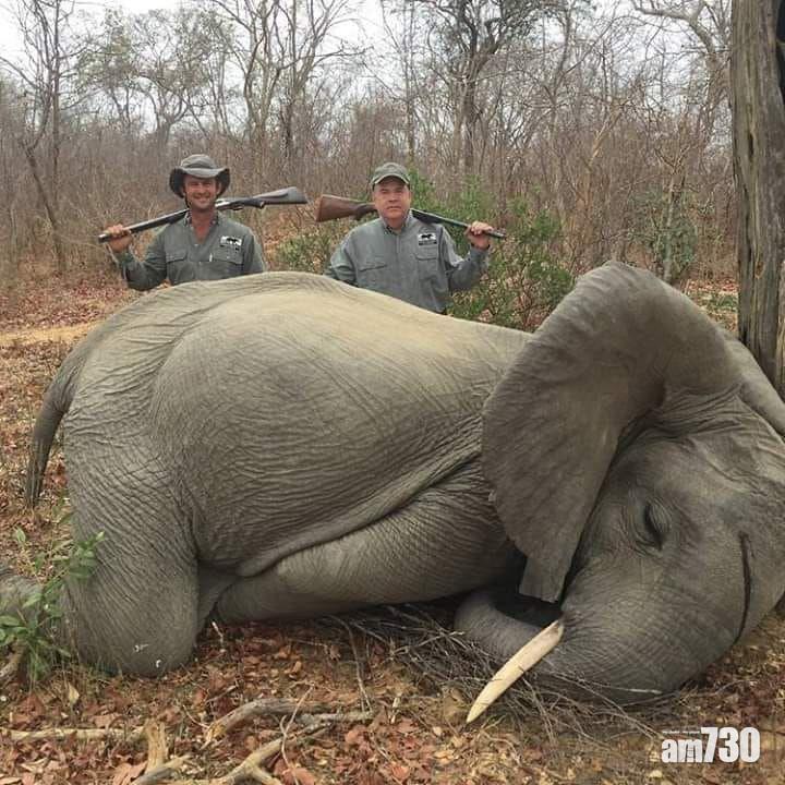 【聲稱自衛】富商獵殺兩幼象拍照留念　網民氣憤籲杯葛其公司
