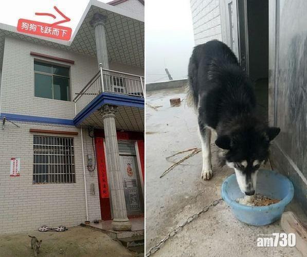 30kg雪橇犬3樓飛撲歡迎 致男主人頸椎骨折