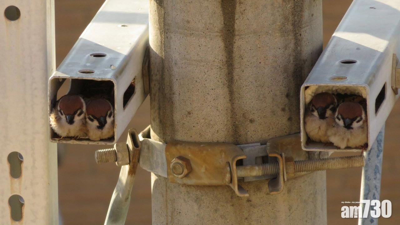 勁得意！ 麻雀的雙人房