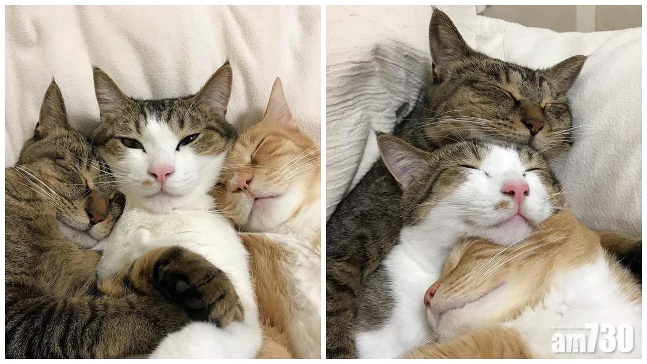 【超治愈】三隻喵星人齊齊瞓