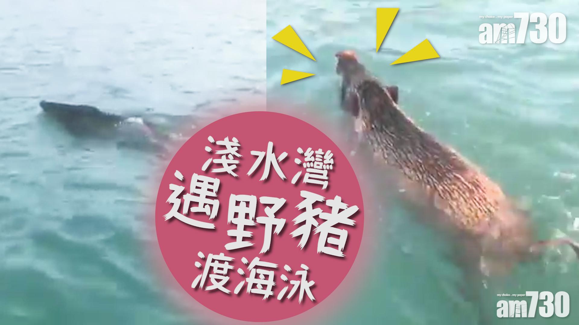 【睇片】淺水灣遇野豬渡海泳