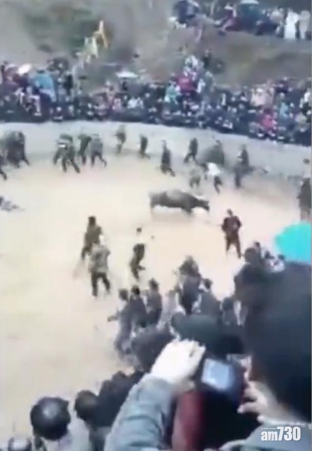 【鬥牛悲劇】主人灌牛飲酒壯膽 反遭醉牛撞死