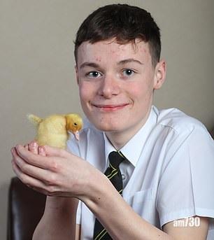 好奇有回報 超市蛋孵出鴨