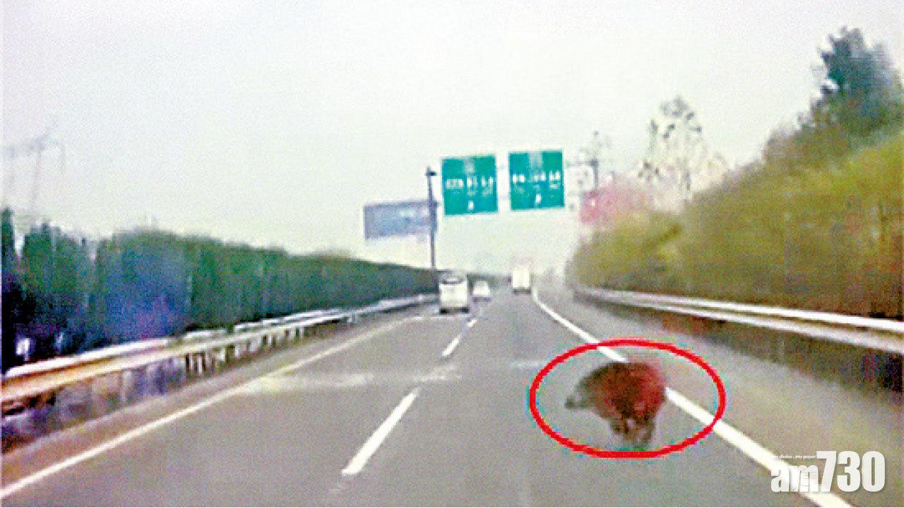 鄂女高速公路撞死野豬 警方讚反應得當