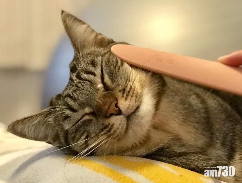 神奇「貓舌梳」 令貓貓好似被舔一樣咁冧