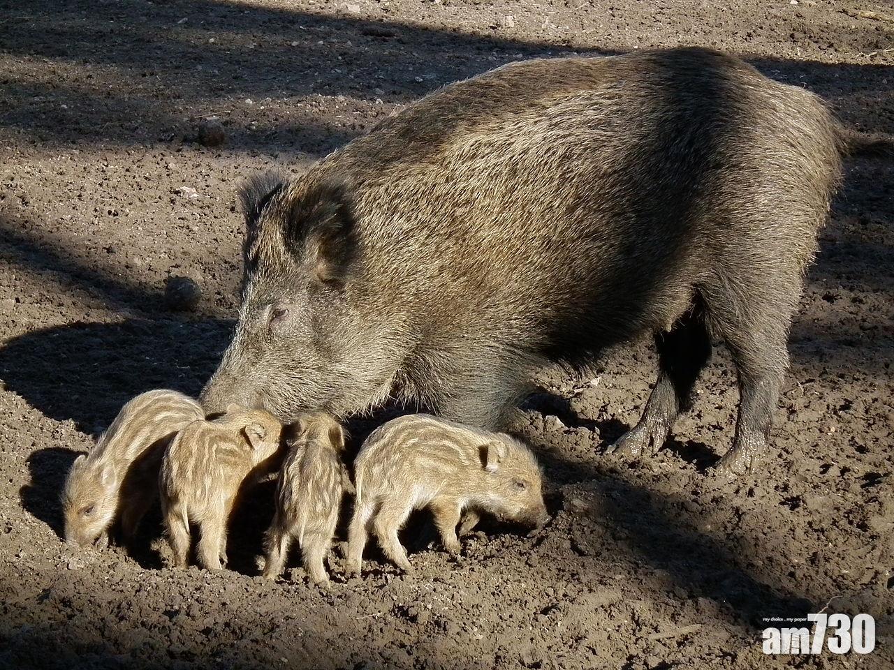 內蒙古再爆非洲豬瘟 210隻家養野豬病亡
