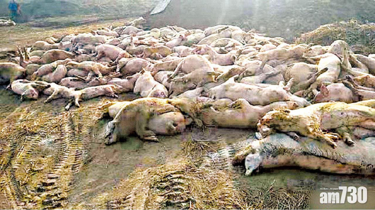 新疆西藏海南未淪陷  河北首爆非洲豬瘟