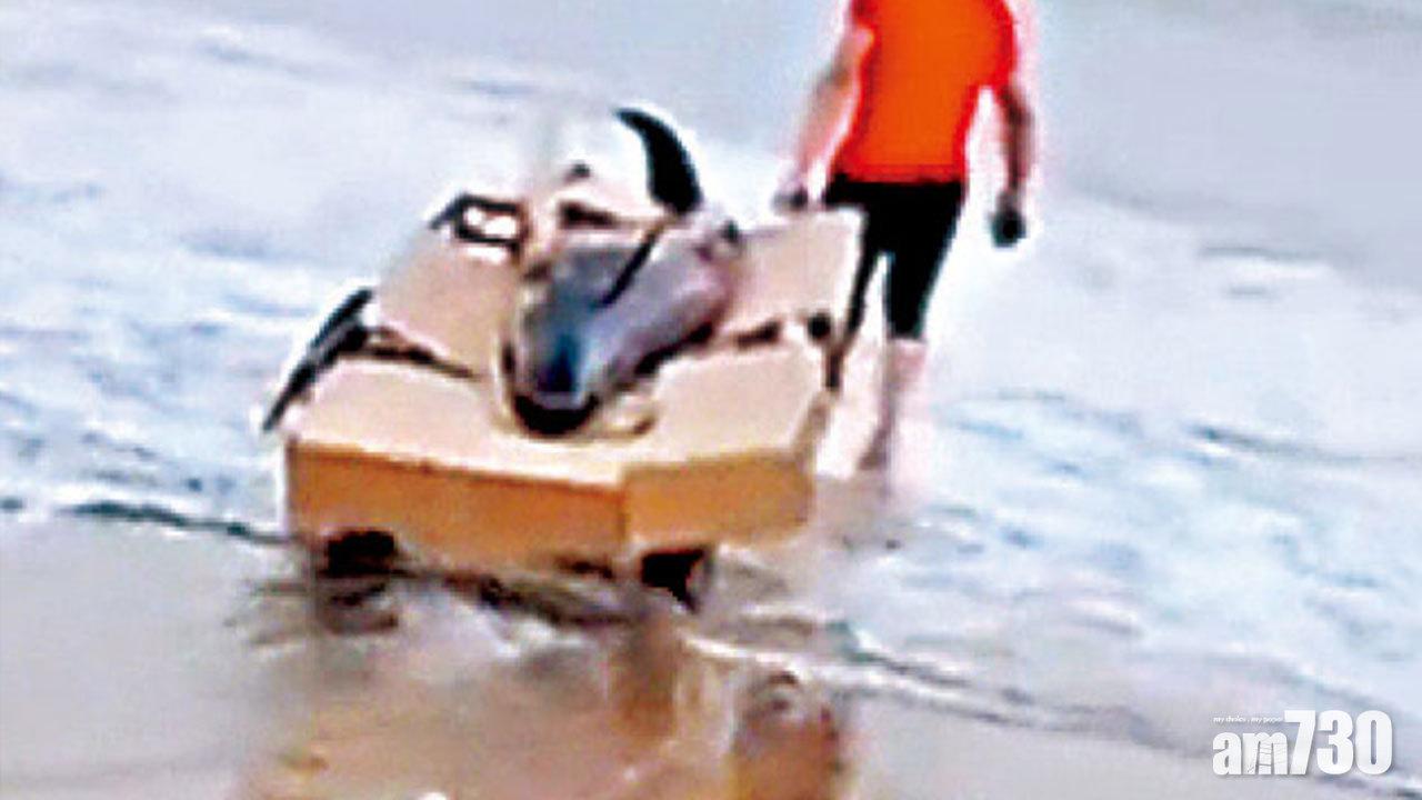 不忍江豚「流淚」 2粵男1500元買下放生