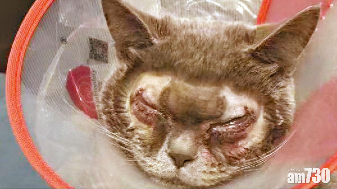 引發貓奴爭議  南京家貓也整容割雙眼皮