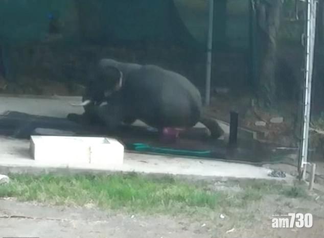 【因果報應】鞭打要牠趴低  象伕跣腳被坐下大象壓死 (有片) 