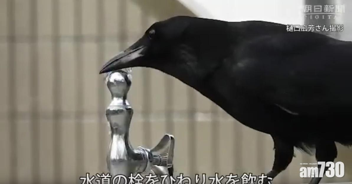 【聰明】烏鴉原來識開水龍頭  取水飲兼沖涼(有片)