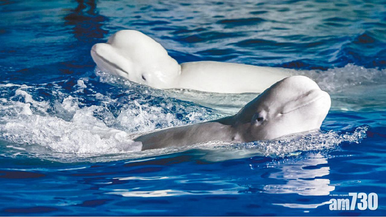 滬水族館表演8年 2白鯨獲「放生」