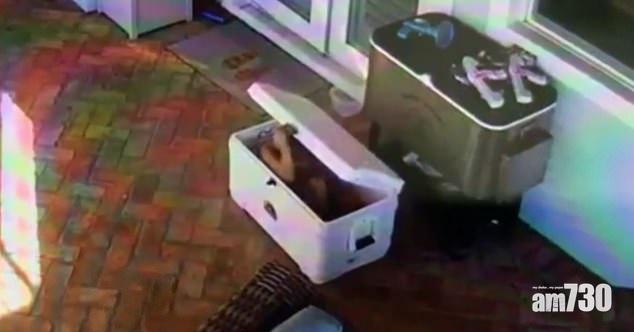 【嚇死父母】5歲童捉迷藏躲進冷藏箱被困  家人慌張尋找 (有片)