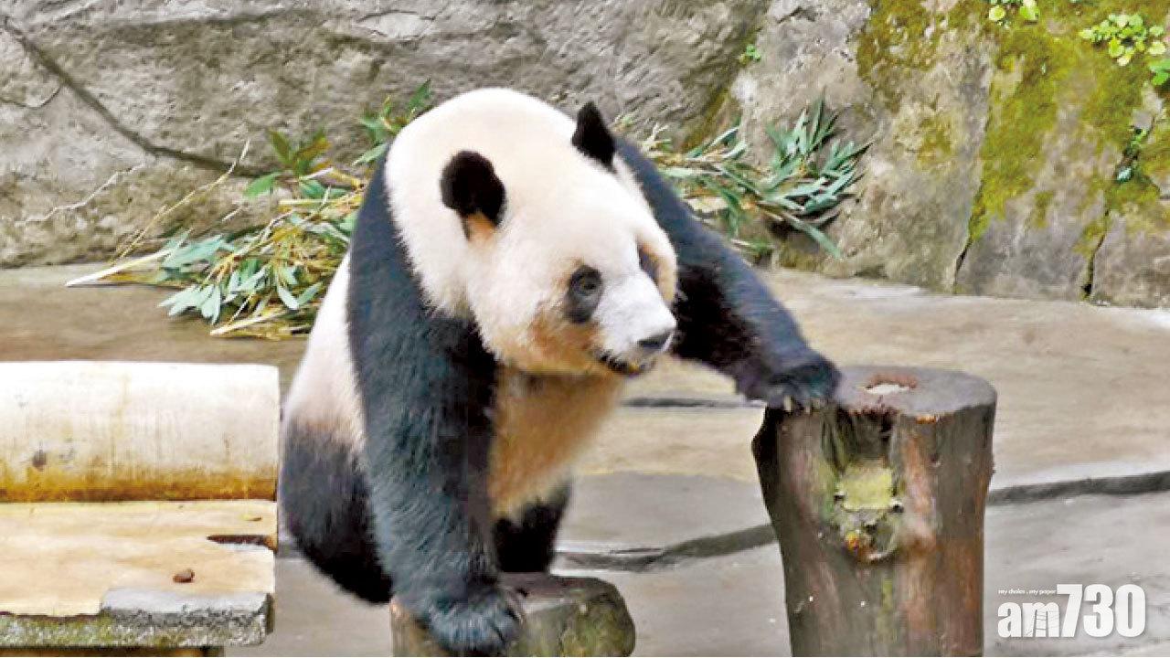 暫名「雄雄」「融融」  重慶擬贈高雄兩大熊貓