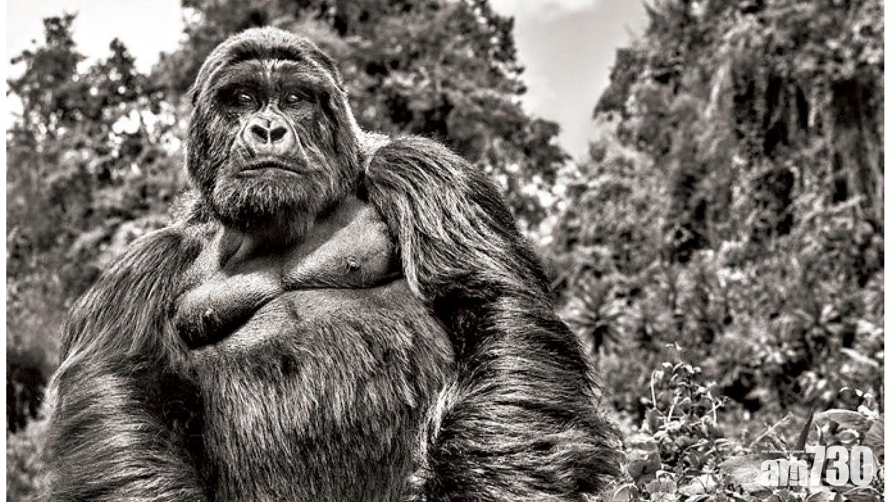 十年踏破鐵鞋 終覓銀背猩王