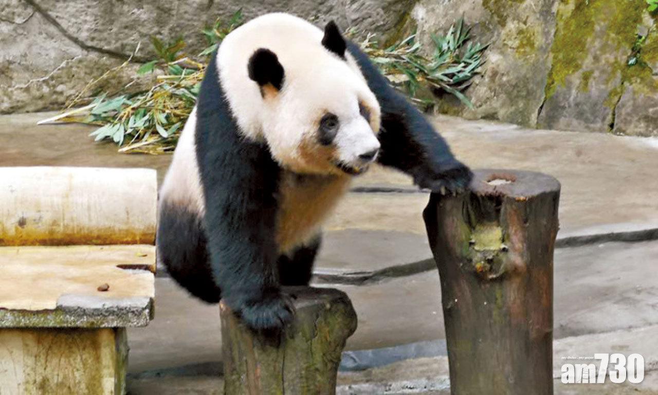 人大強調仍待中央決定 高雄獲贈熊貓存變數