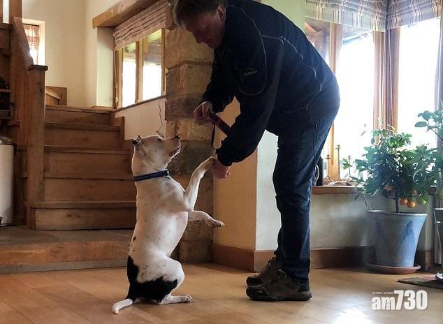 CCTV片令人心碎 棄犬因禍得禍 