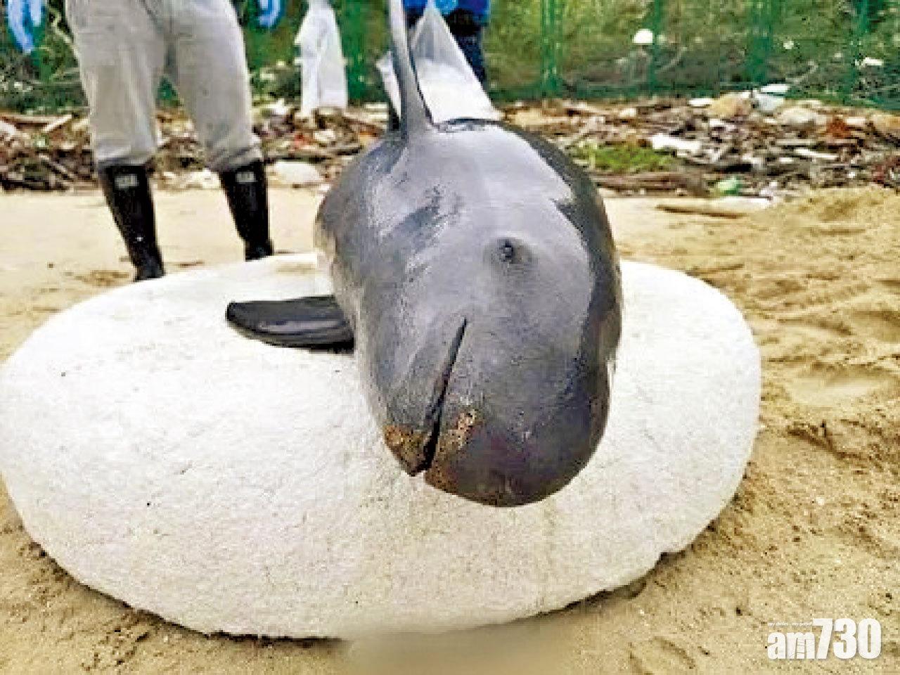 深圳3日2江豚屍 專家：盼船隻減速