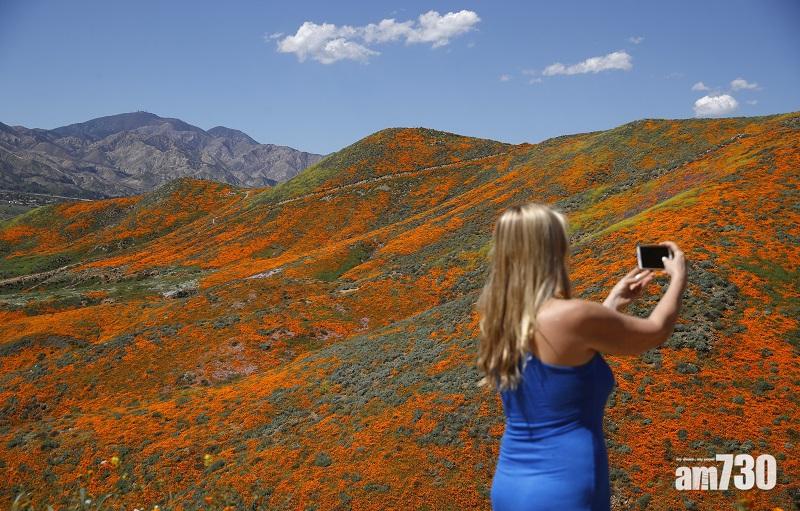 【搞到大塞車】罌粟花海吸迪士尼量遊客  加州小城「封山」