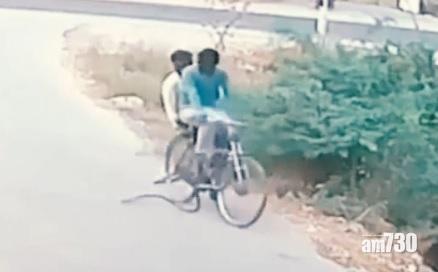 【嚇死】劇毒眼鏡蛇幾乎被輾欲施襲  單車男棄車速逃(有片)