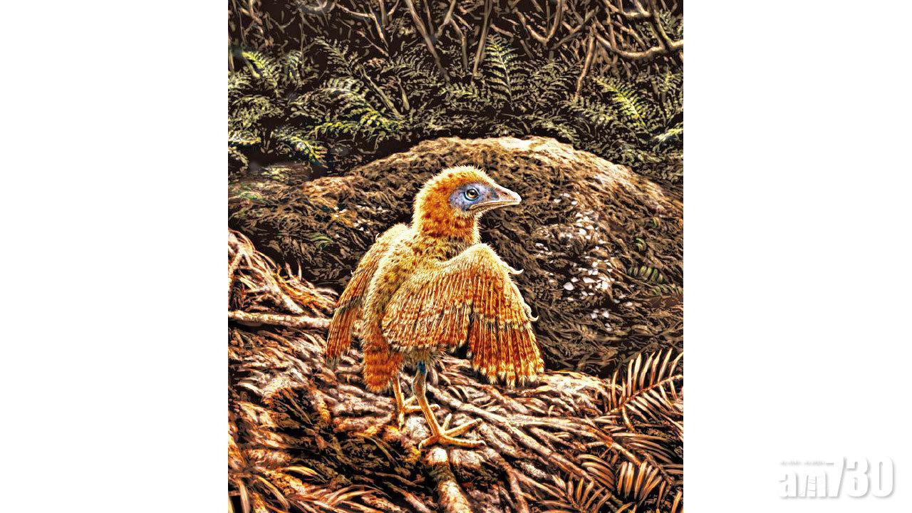 西班牙初生鳥化石 赫見羽毛屬早熟鳥