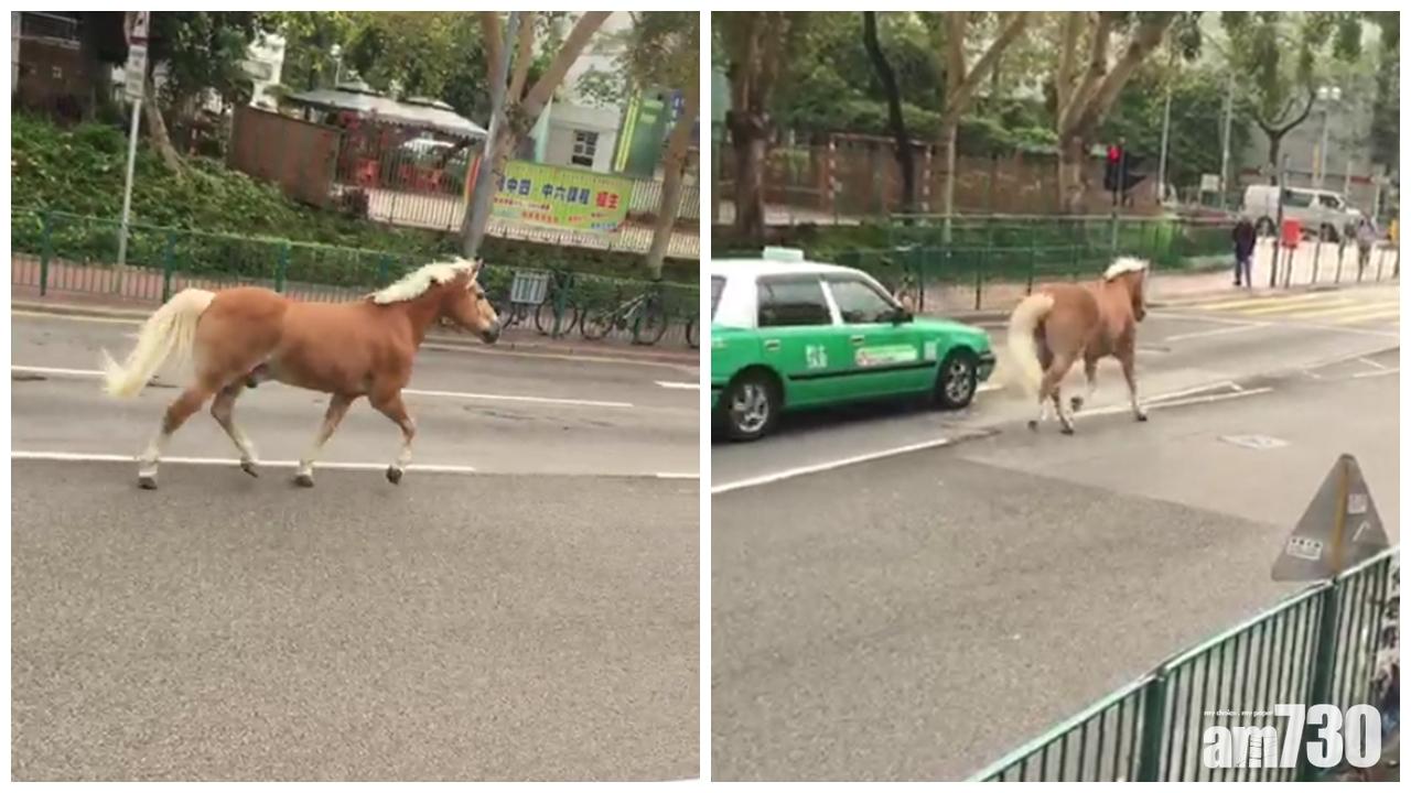 【真‧馬路】屯門有馬匹與車馬路上奔馳  市民：馬路有馬好正常