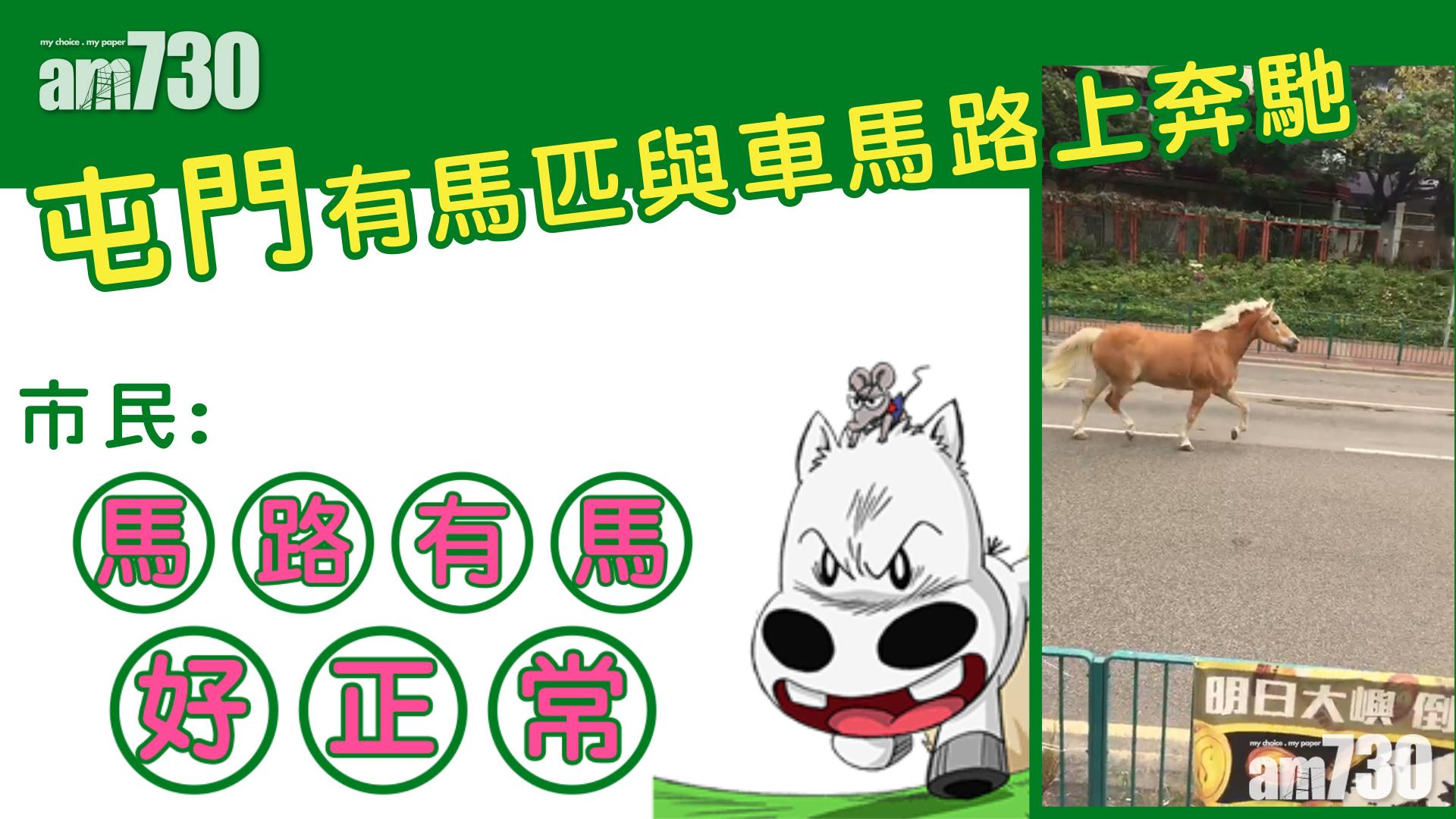 【有片】小馬馬路奔馳  騎校：經獸醫檢查後確認無礙