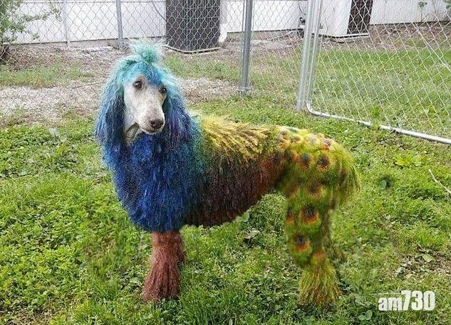 【當成玩具】美容師為愛犬染色剃毛 扮各種動物被批虐畜