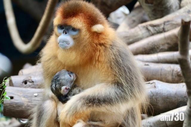 海洋公園川金絲猴誕寶寶
