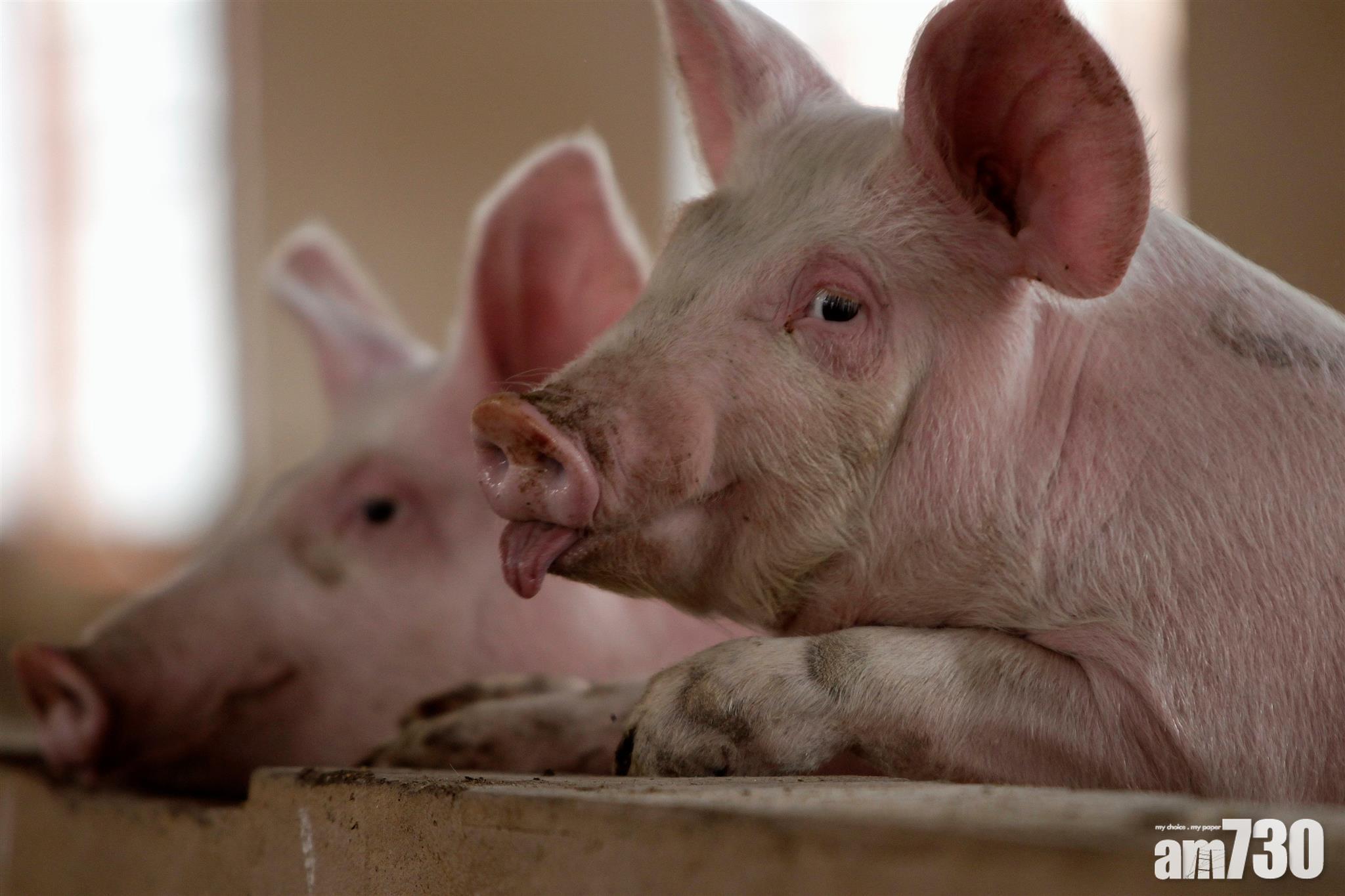 湖北2豬場爆非洲豬瘟 78隻豬病亡