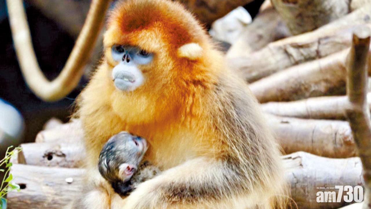 海洋公園川金絲猴誕寶寶