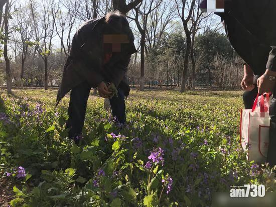 北京多個公園長滿野菜 大媽大叔湧去摘