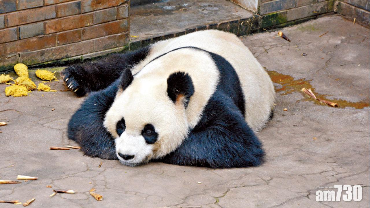 四川生態遊 近距離觀大熊貓
