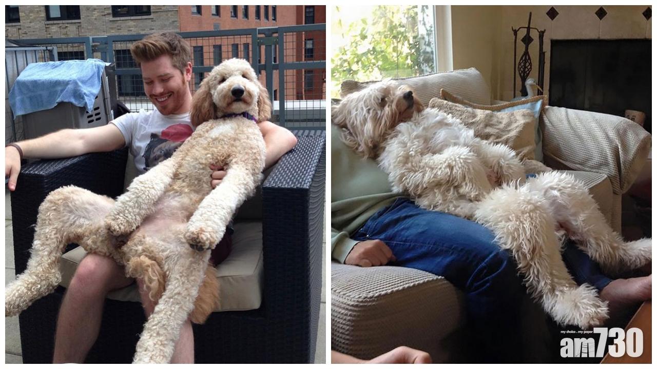 混種金毛 蠢蠢哋得嚟又好得意