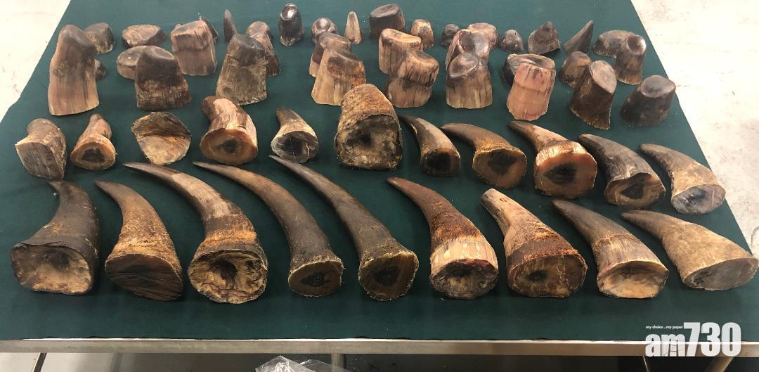 【近5年最大宗】海關機場檢獲82公斤疑走私犀牛角