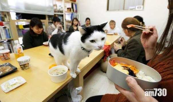 【皇上唔cool】研究：家貓聽得懂自己個名  但Café貓咪分唔到