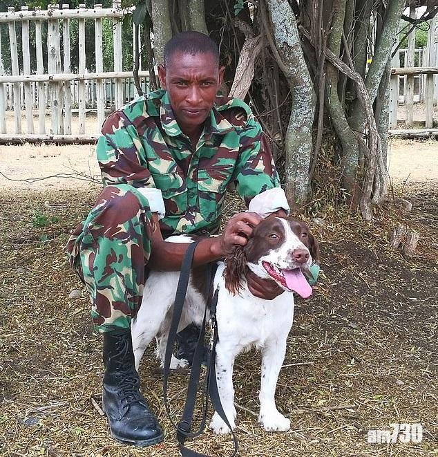 警犬守護全球唯二白犀牛