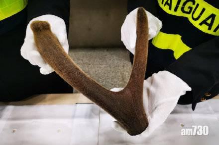 偷運疑似梅花鹿角 女子過深圳福田關被截