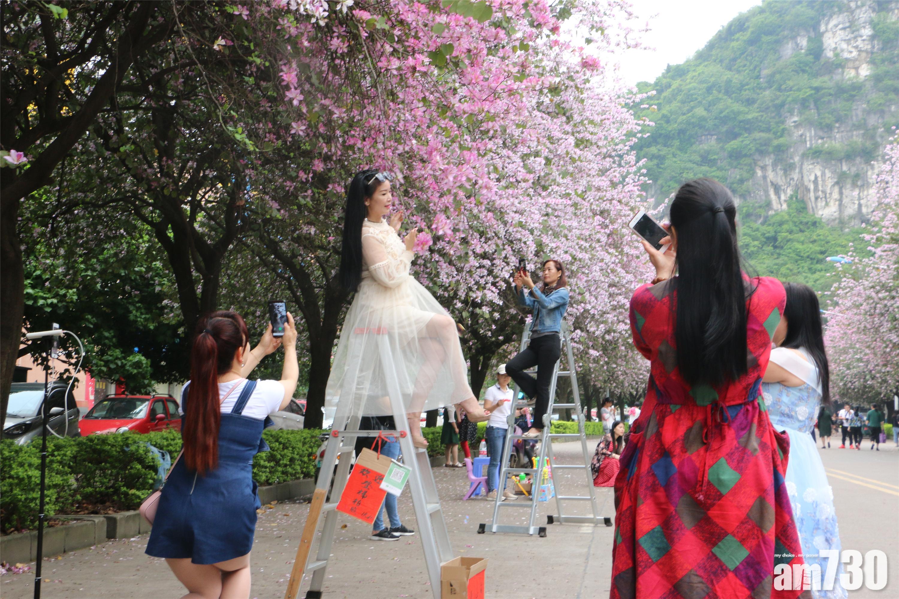 1蚊租梯與花合照 網民：總比爬樹搖花好