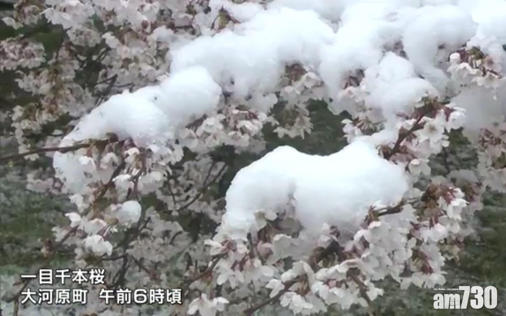 【春季奇景】日關東地區下大雪　櫻花雪景共存