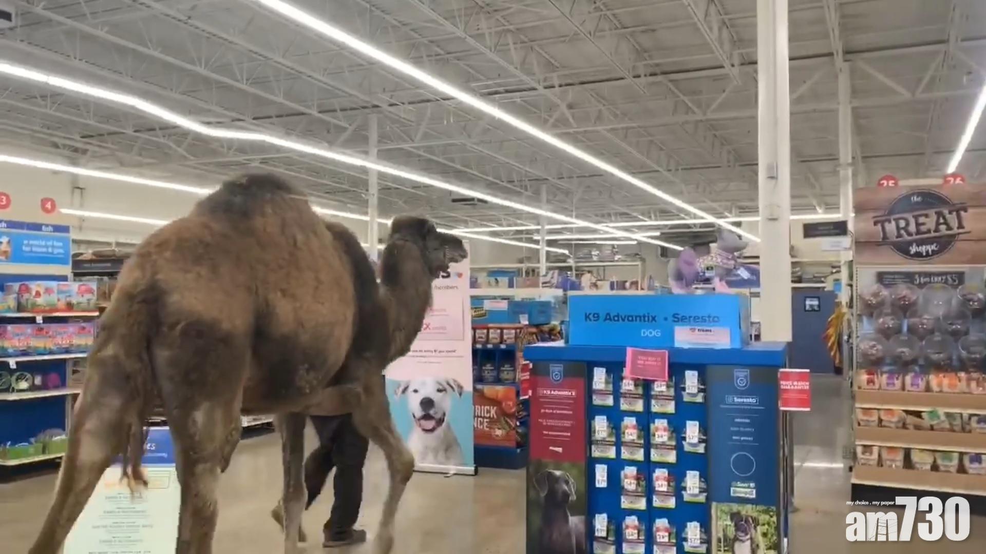 【稀客到訪】挑戰「歡迎所有動物」政策 農場主人帶駱駝巡店 (有片)